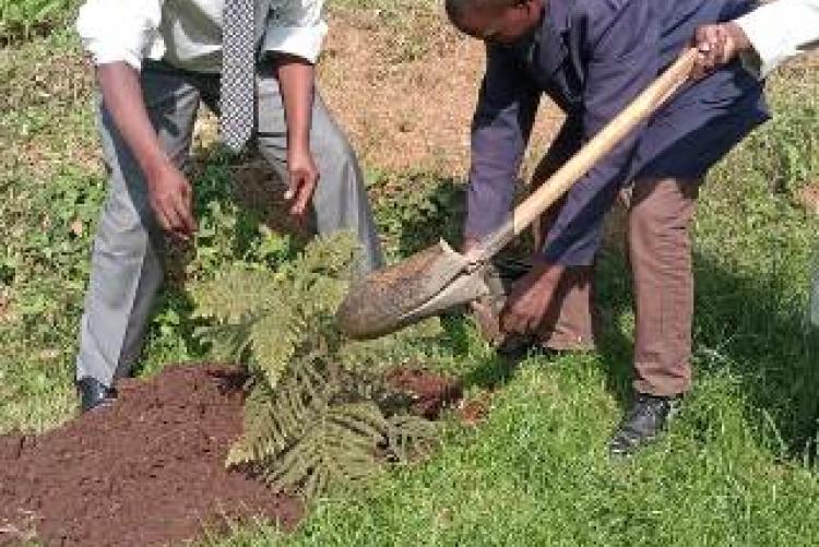 UHs staff participate in tree planting Day