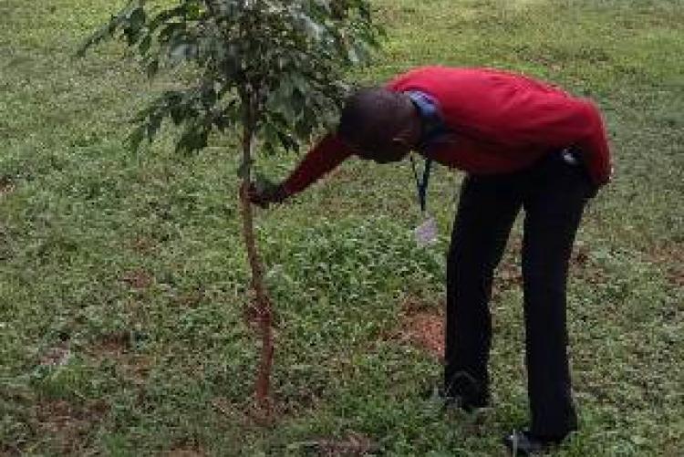 Records In charge  Mr. Allan Participates in tree planting